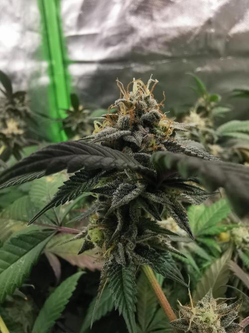 mini pheno hunt - #2. Week 38