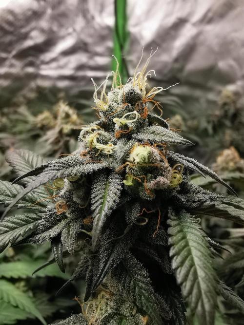 mini pheno hunt - #1. Week 38