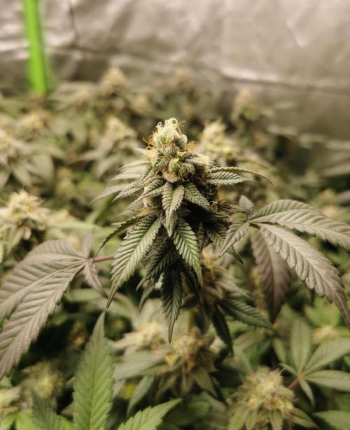 mini pheno hunt - #1. Week 38