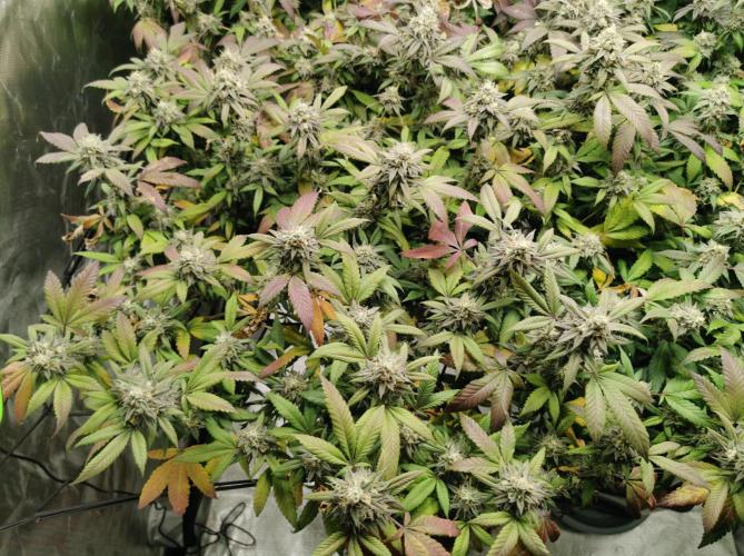 mini pheno hunt - #4. Week 39