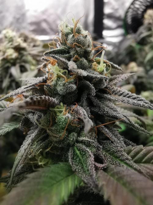 mini pheno hunt - #4. Week 39