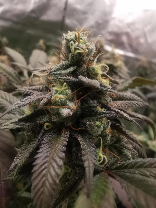 mini pheno hunt - #4. Week 39