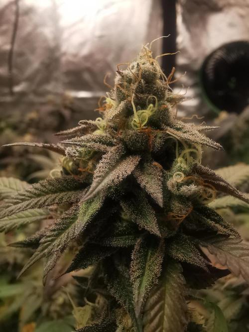 mini pheno hunt - #4. Week 39