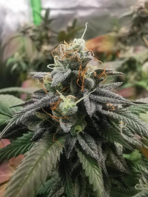 mini pheno hunt - #4. Week 39