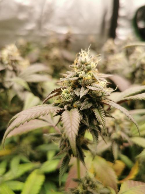 mini pheno hunt - #4. Week 39