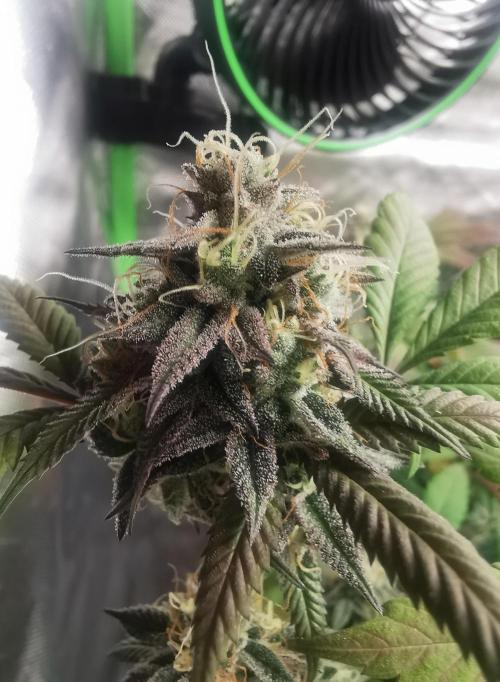 mini pheno hunt - #4. Week 39