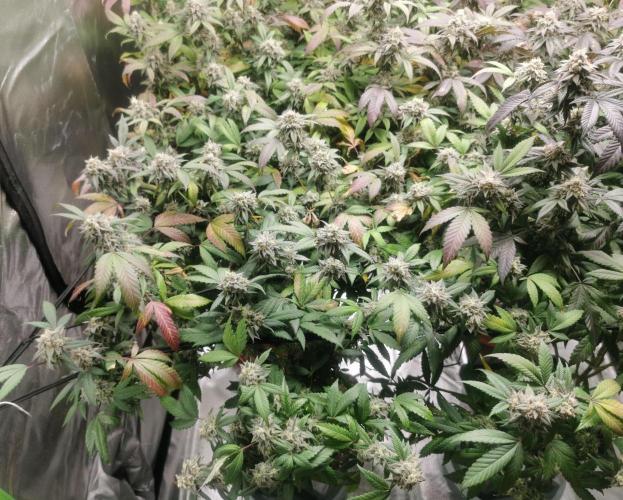 mini pheno hunt - #3. Week 39