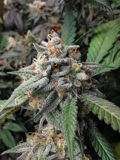 mini pheno hunt - #3. Week 39