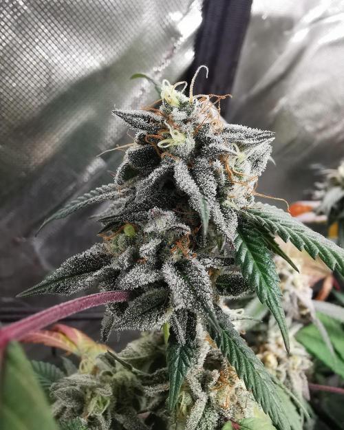 mini pheno hunt - #3. Week 39