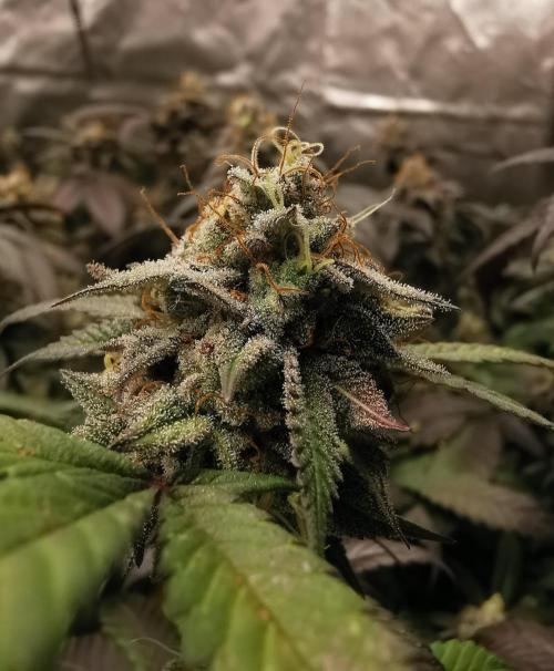 mini pheno hunt - #3. Week 39