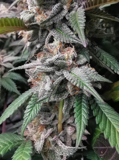 mini pheno hunt - #3. Week 39