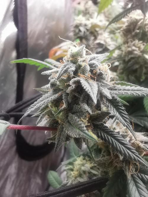 mini pheno hunt - #3. Week 39