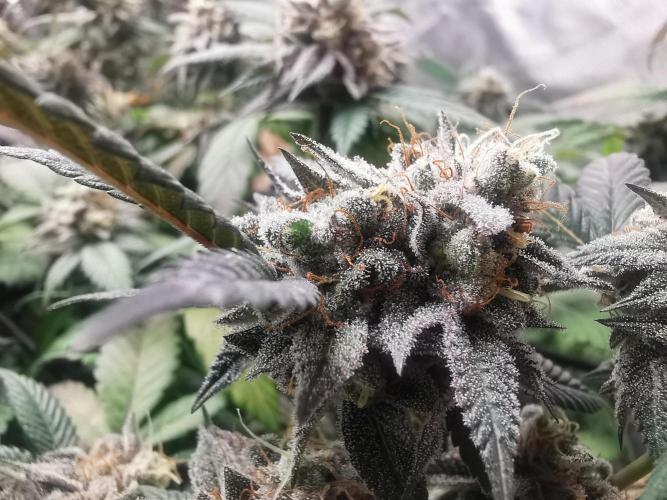 mini pheno hunt - #3. Week 39