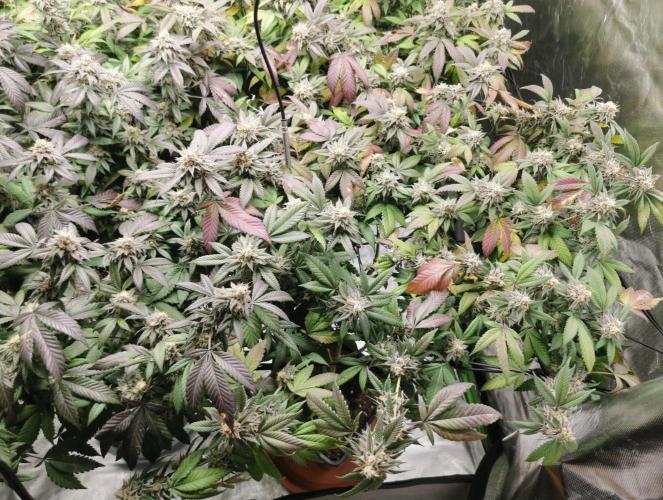 mini pheno hunt - #2. Week 39