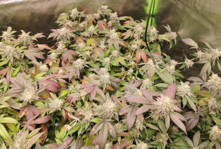 mini pheno hunt - #2. Week 39