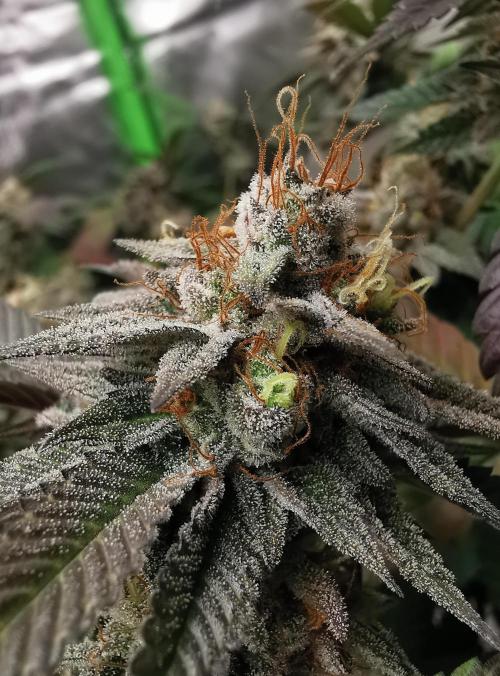 mini pheno hunt - #2. Week 39