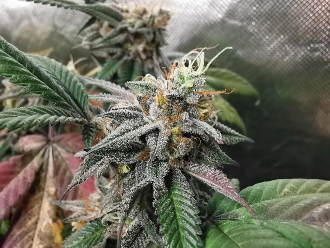 mini pheno hunt - #2. Week 39
