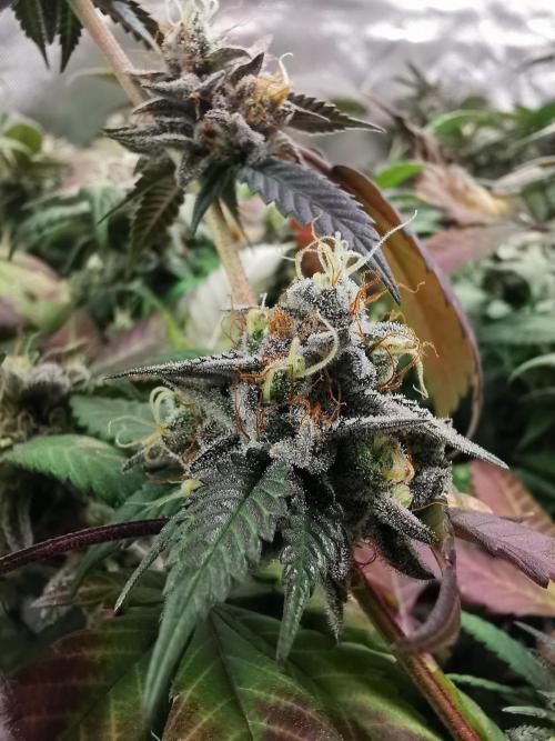 mini pheno hunt - #2. Week 39