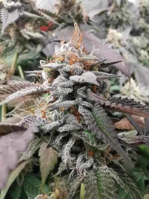 mini pheno hunt - #2. Week 39