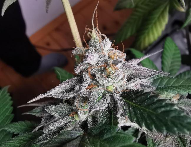 mini pheno hunt - #2. Week 39