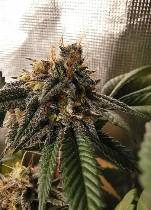 mini pheno hunt - #2. Week 39