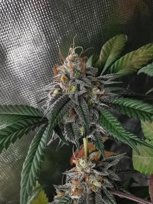 mini pheno hunt - #2. Week 39