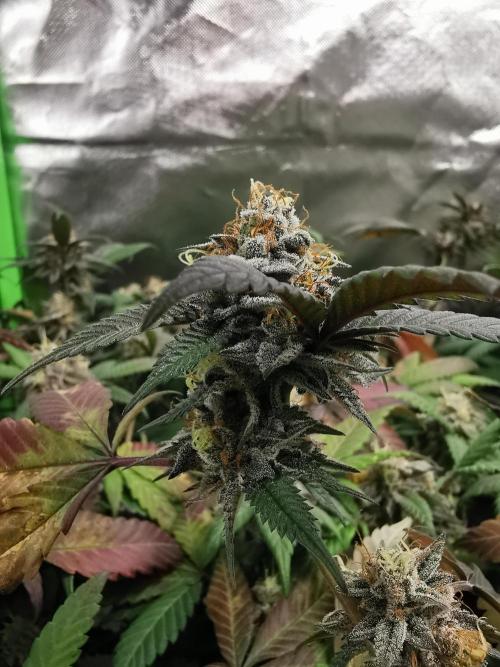 mini pheno hunt - #2. Week 39