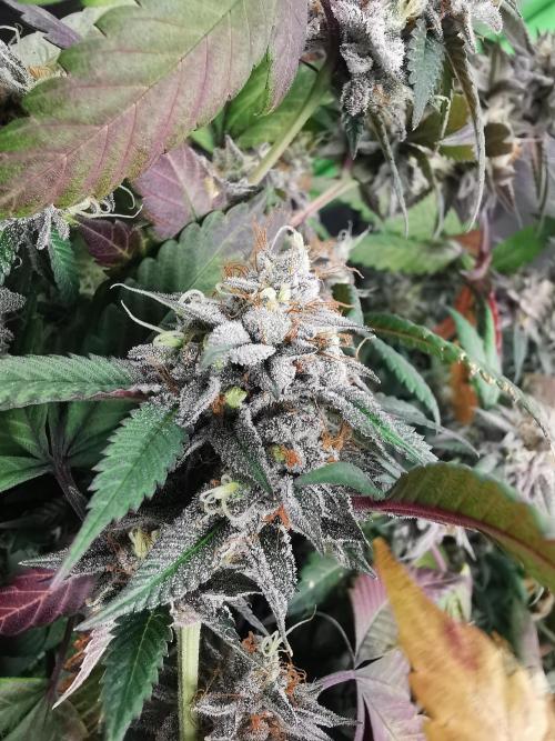 mini pheno hunt - #2. Week 39