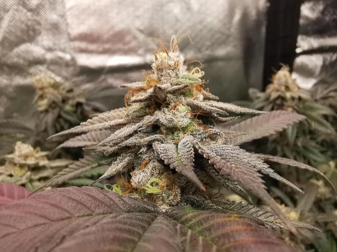 mini pheno hunt - #2. Week 39