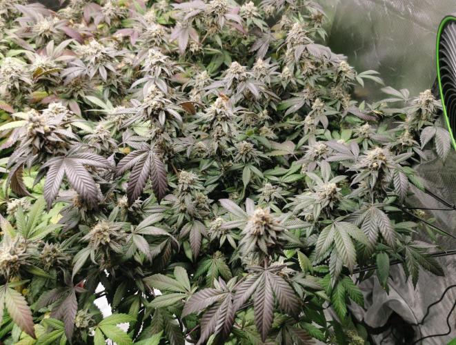 mini pheno hunt - #1. Week 39