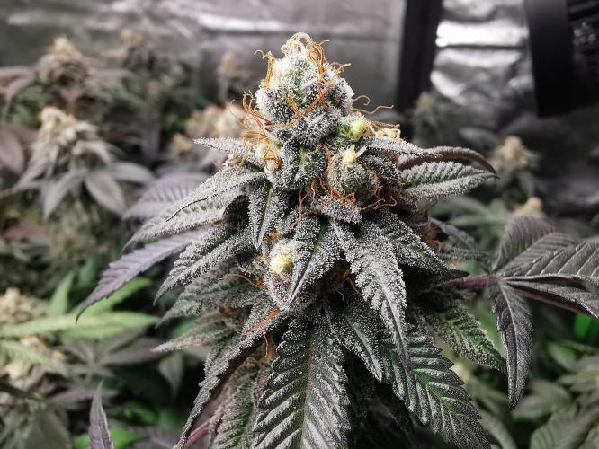 mini pheno hunt - #1. Week 39