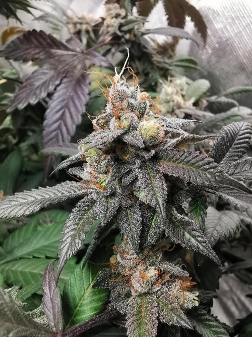 mini pheno hunt - #1. Week 39