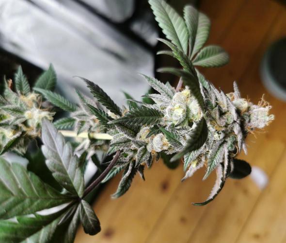 mini pheno hunt - #1. Week 39