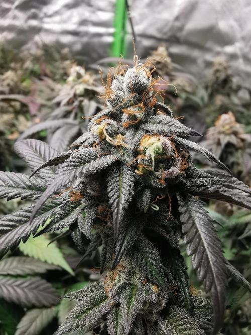 mini pheno hunt - #1. Week 39