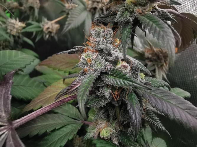 mini pheno hunt - #1. Week 39