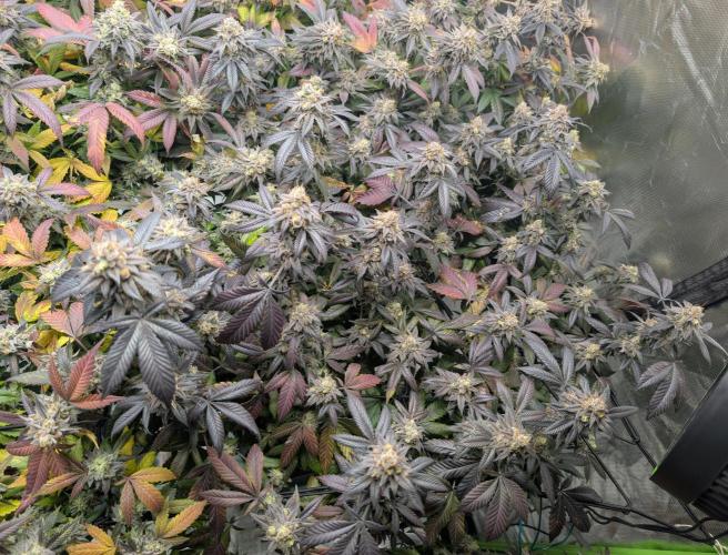 mini pheno hunt - #1. Week 40