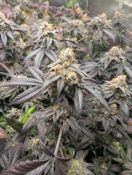 mini pheno hunt - #1. Week 40