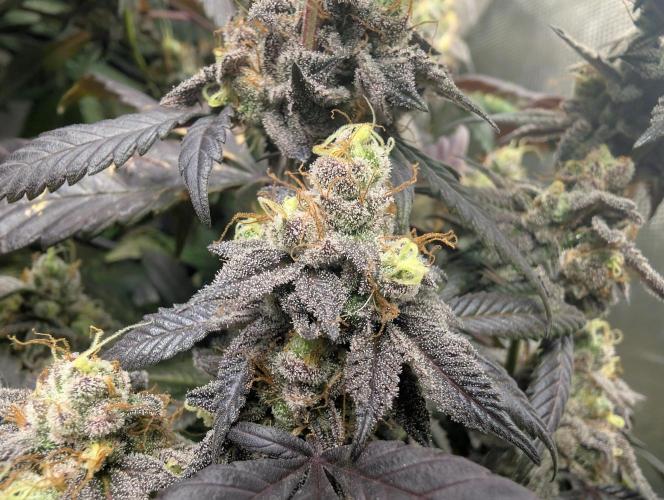 mini pheno hunt - #1. Week 40