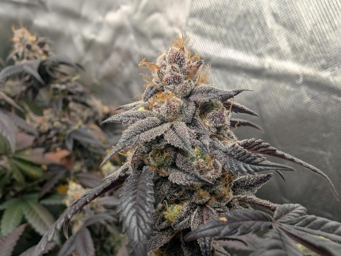 mini pheno hunt - #1. Week 40