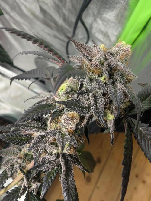 mini pheno hunt - #1. Week 40