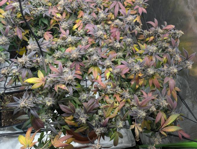 mini pheno hunt - #2. Week 40