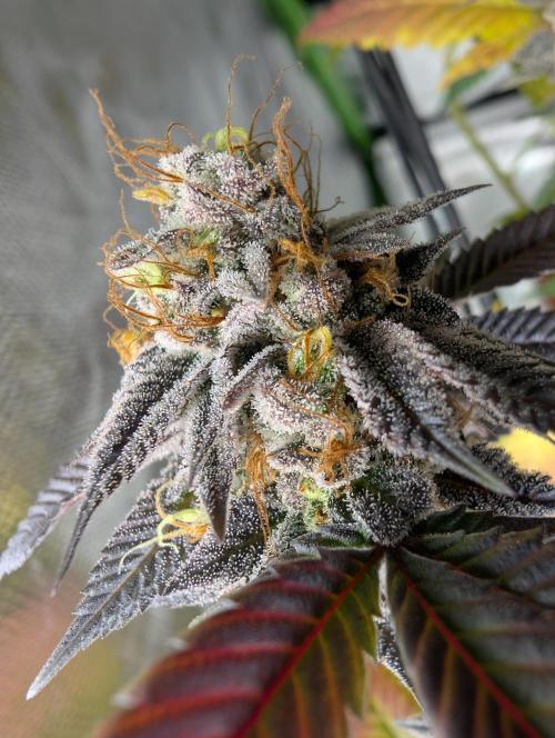 mini pheno hunt - #2. Week 40