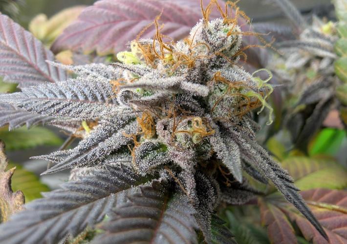 mini pheno hunt - #2. Week 40