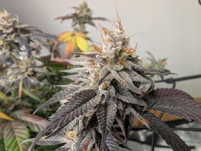 mini pheno hunt - #2. Week 40