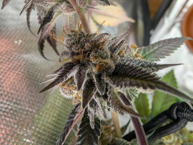 mini pheno hunt - #2. Week 40