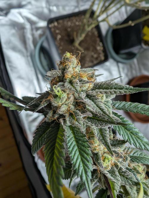 mini pheno hunt - #2. Week 40