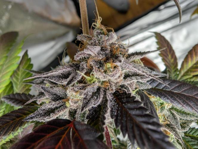 mini pheno hunt - #2. Week 40