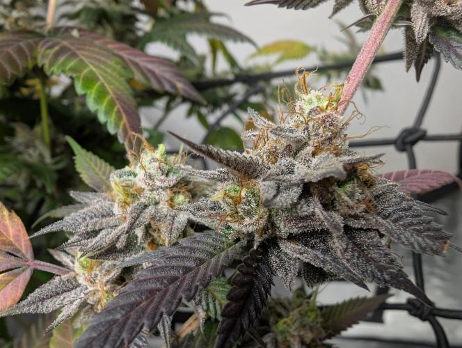 mini pheno hunt - #2. Week 40