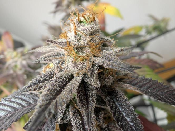 mini pheno hunt - #2. Week 40