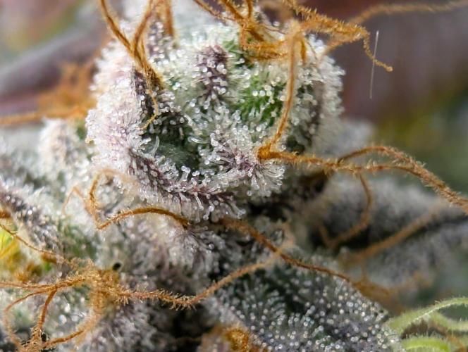 mini pheno hunt - #2. Week 40